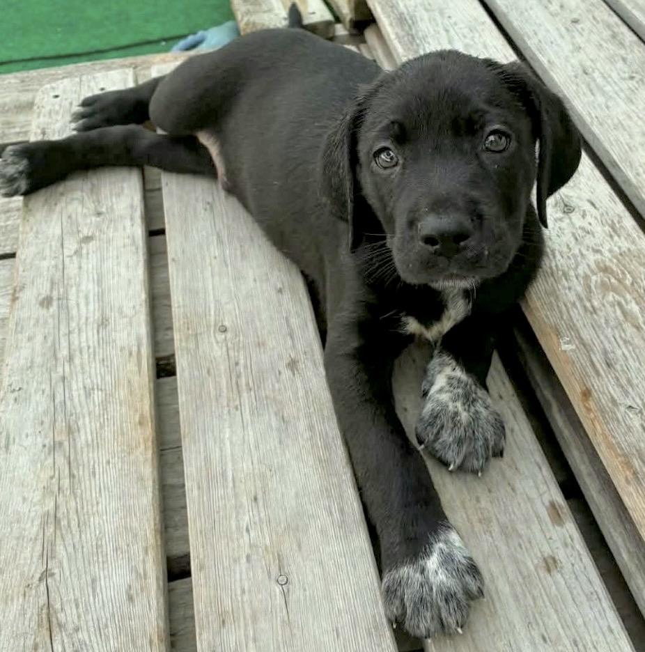 Poppy, adopted, Puppy Female Bluetick Coonhound & Labrador Retriever.