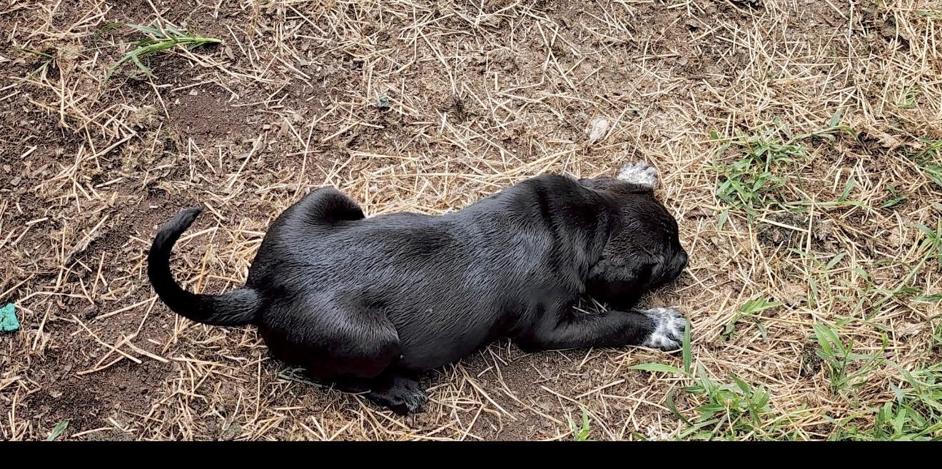 Poppy, an adopted mixed breed in Millington, MD image 4/6