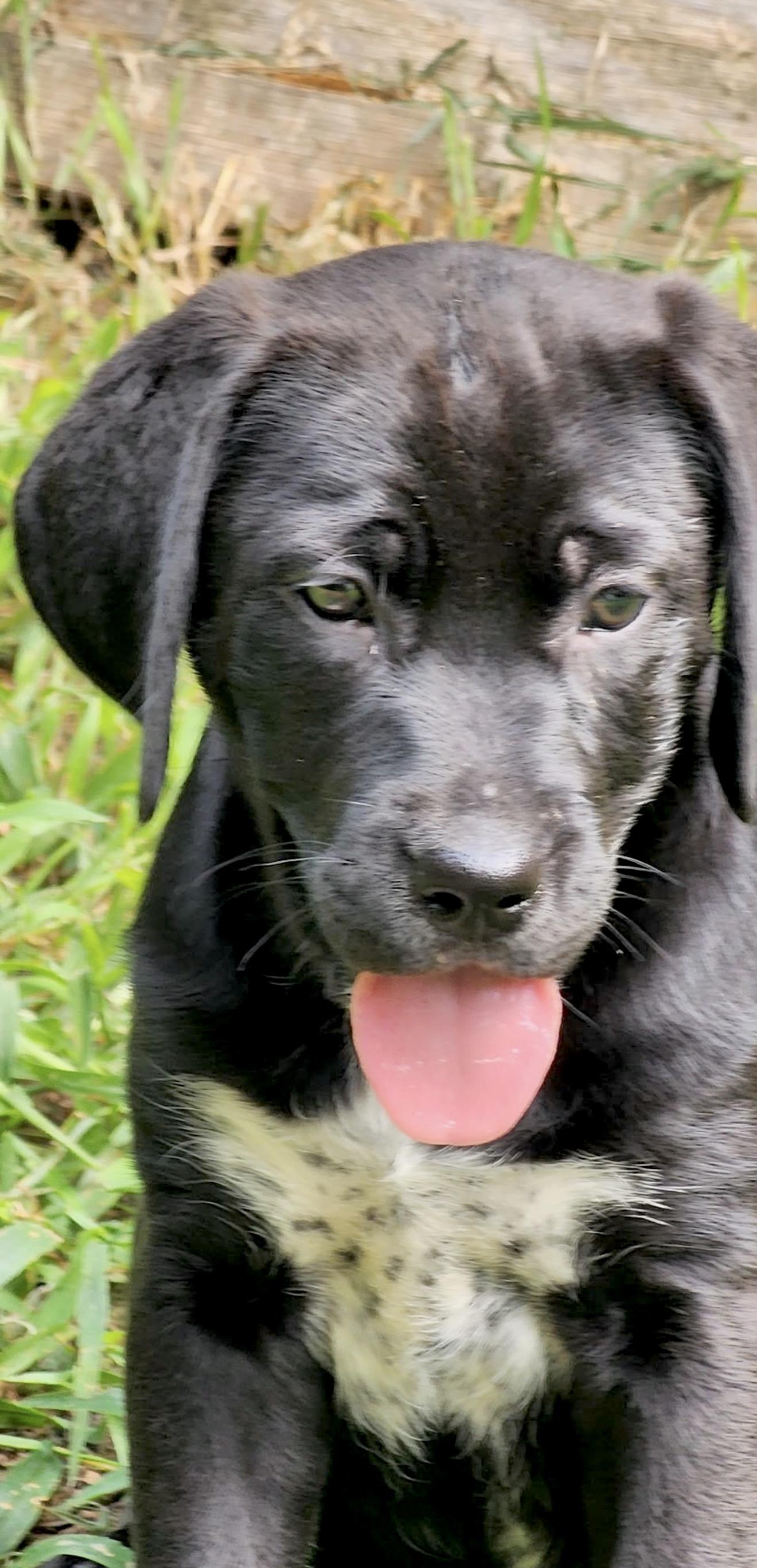 Poppy, an adopted mixed breed in Millington, MD image 3/6