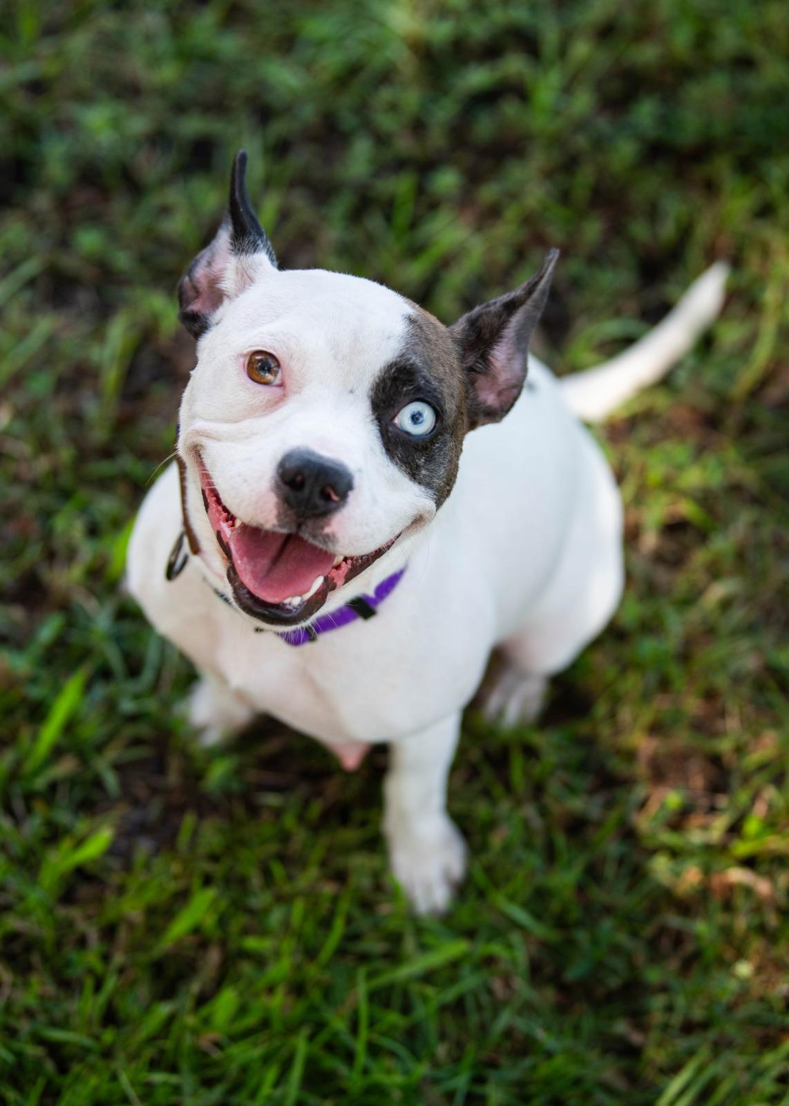 Enlarge Brie, a Adoptable mixed breed in Gainesville, FL image 3/6