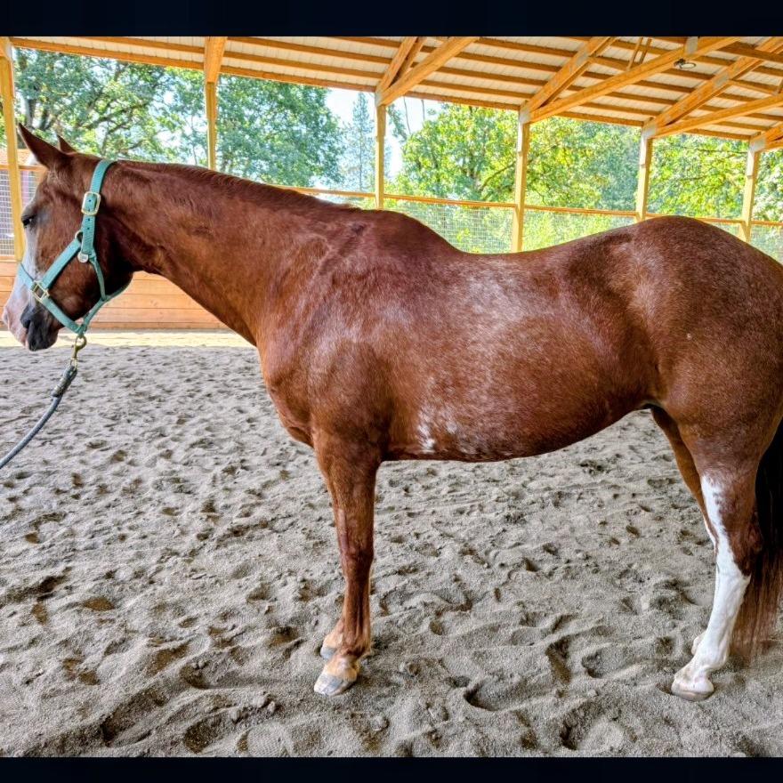 Enlarge Tessa, a Adoptable Paint / Pinto in Salem, OR image 2/3