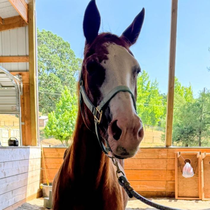 Enlarge Tessa, a Adoptable Paint / Pinto in Salem, OR image 3/3