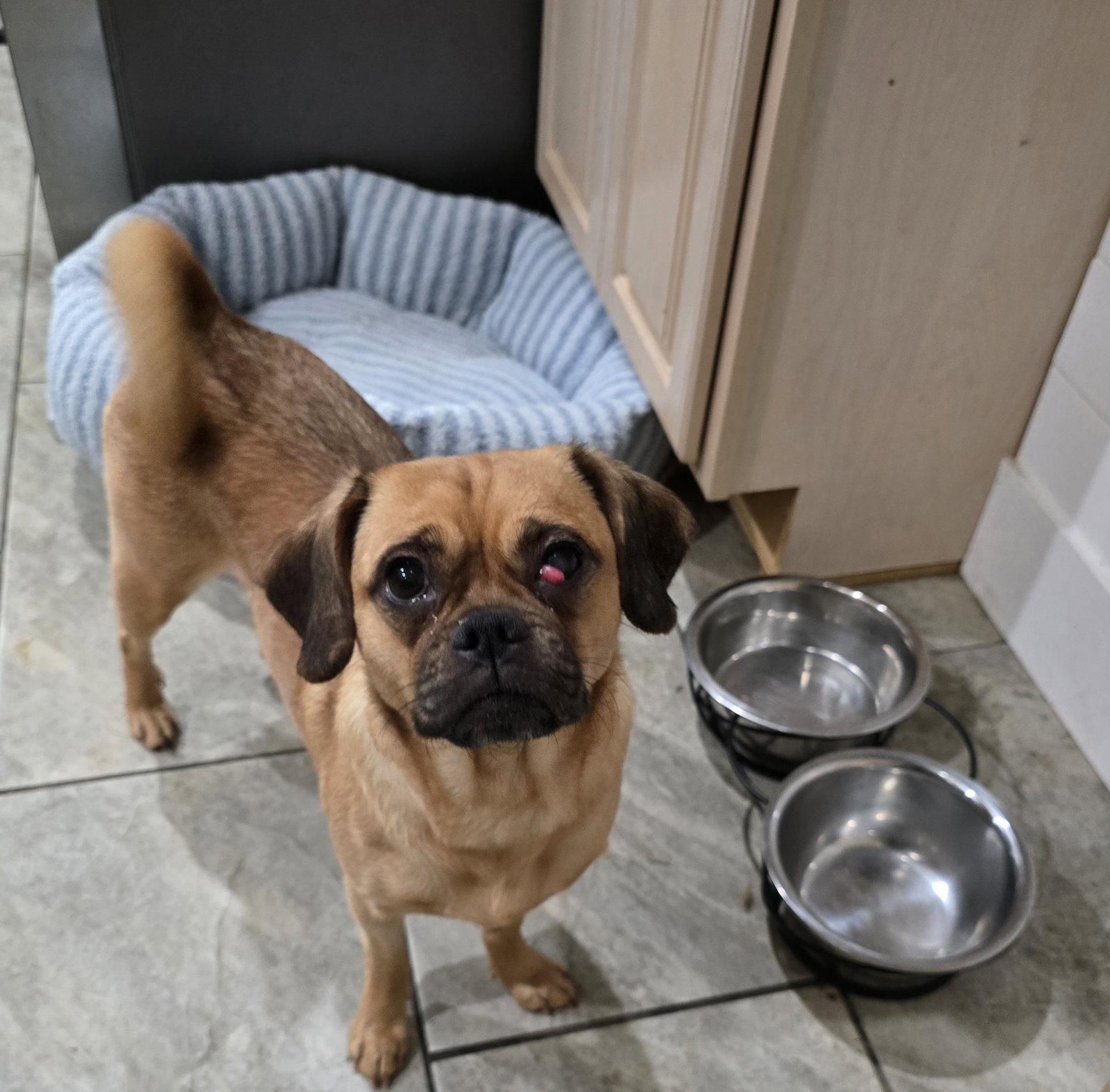 Enlarge Rose, a Adoptable Pug in Morganville, NJ image 1/2