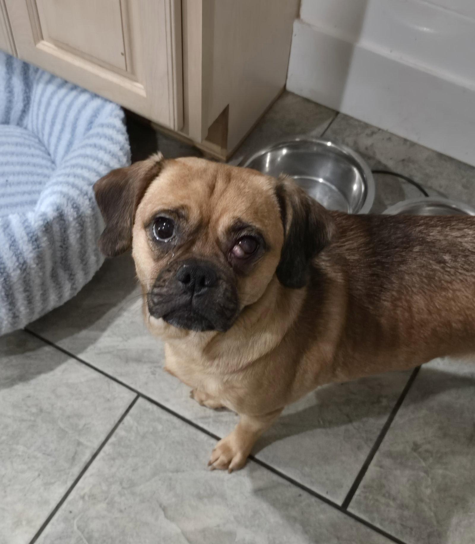 Enlarge Rose, a Adoptable Pug in Morganville, NJ image 2/2