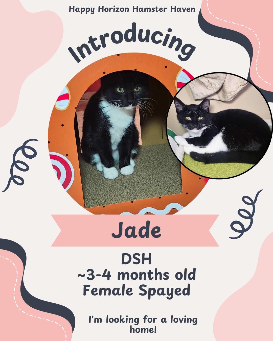 Jade, ADOPTABLE, Young Female Domestic Short Hair.