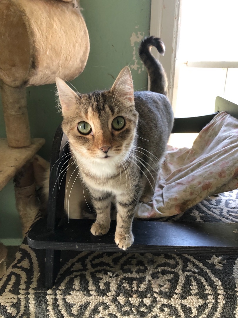 Kitty Wells, a Adoptable Domestic Short Hair in Chester Springs, PA image 1/2