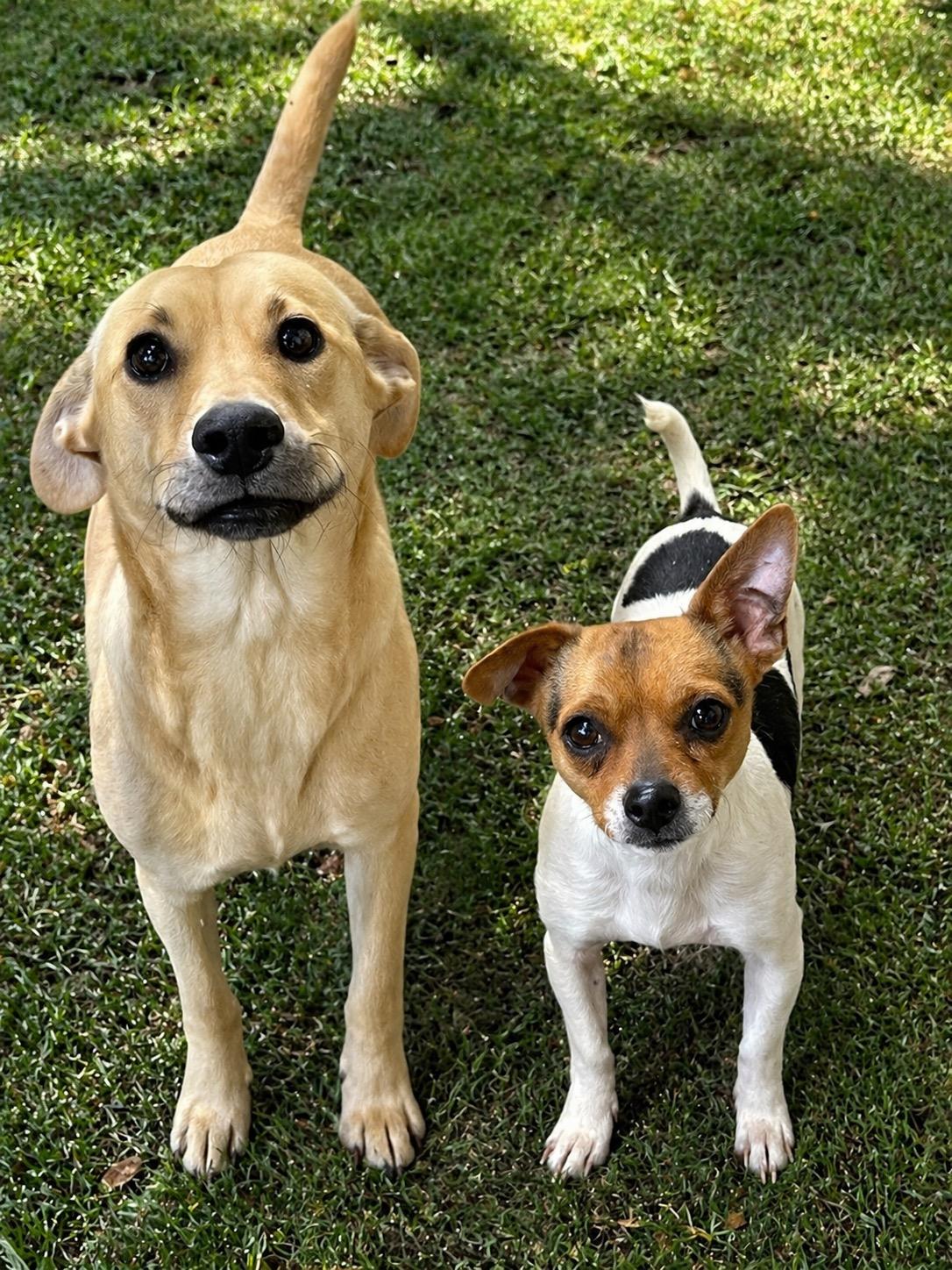 GT&Dash, adopted, Young Male Chihuahua.