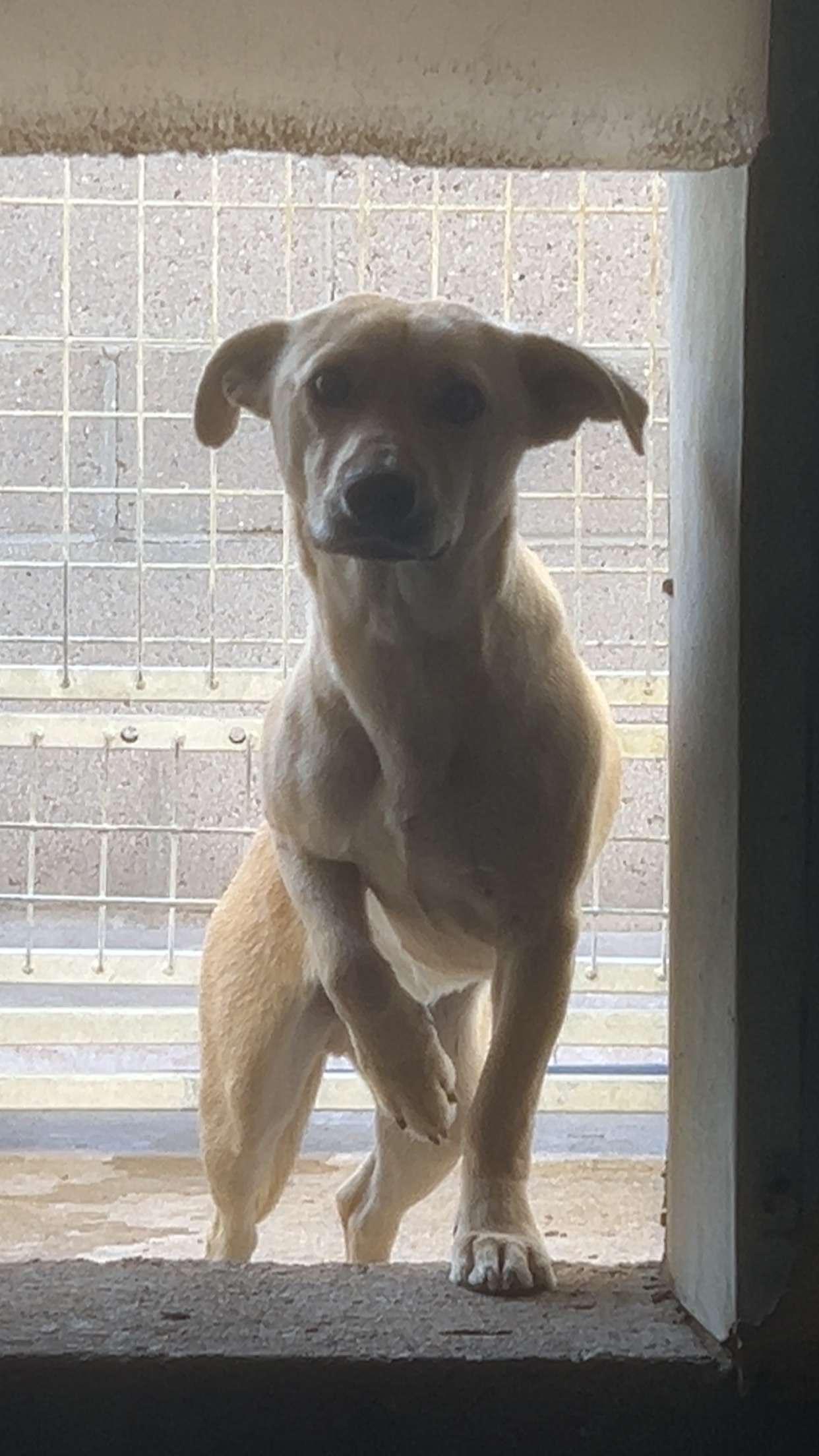 GT, ADOPTABLE, Young Male Chihuahua.