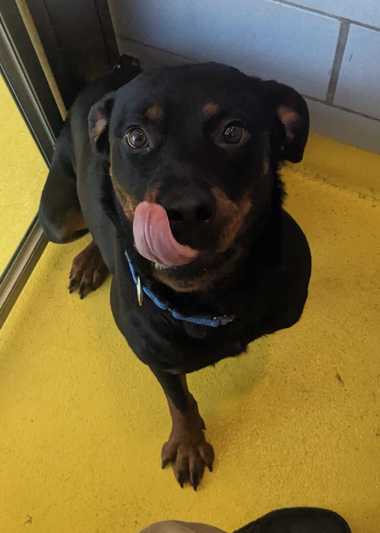 Bella, Adoptable, Young Female Rottweiler.