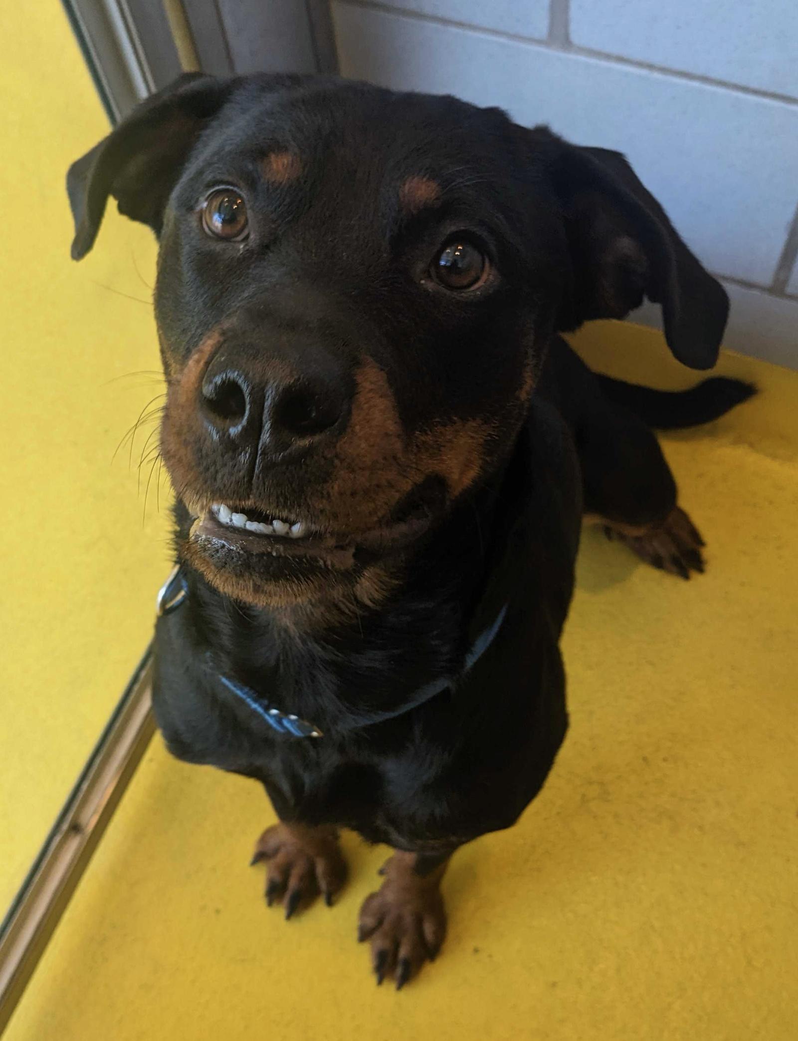 Enlarge Bella, a Adoptable Rottweiler in Hillsboro, NH image 2/3
