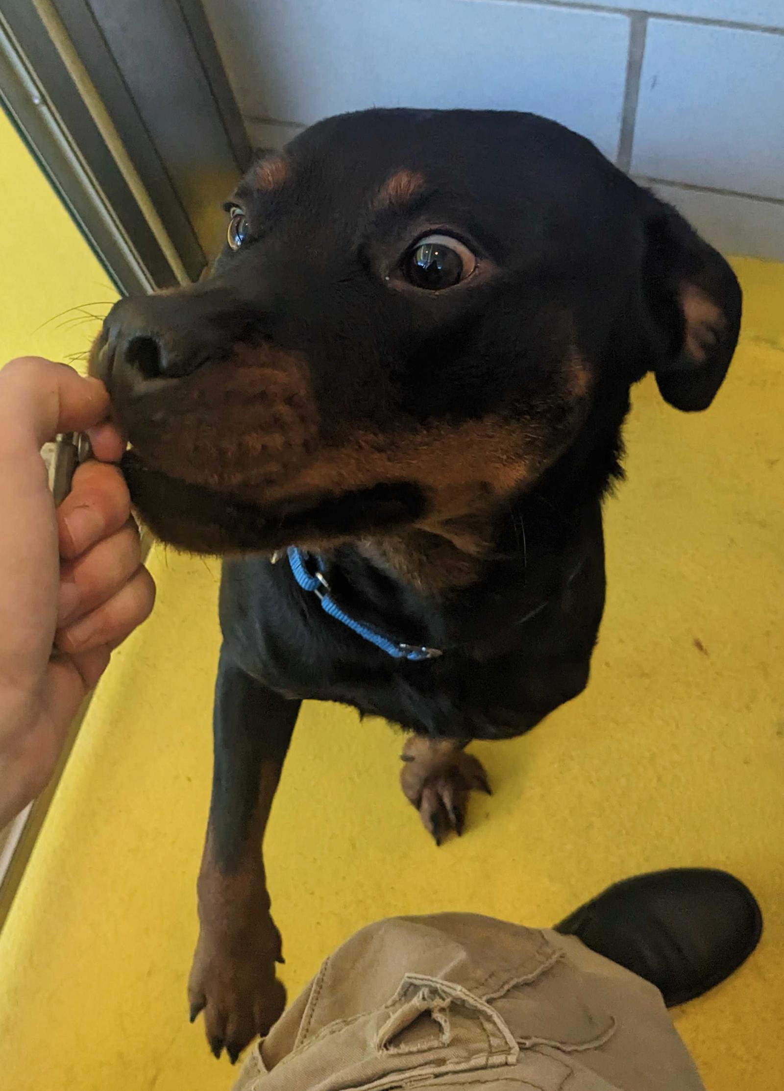 Enlarge Bella, a Adoptable Rottweiler in Hillsboro, NH image 3/3