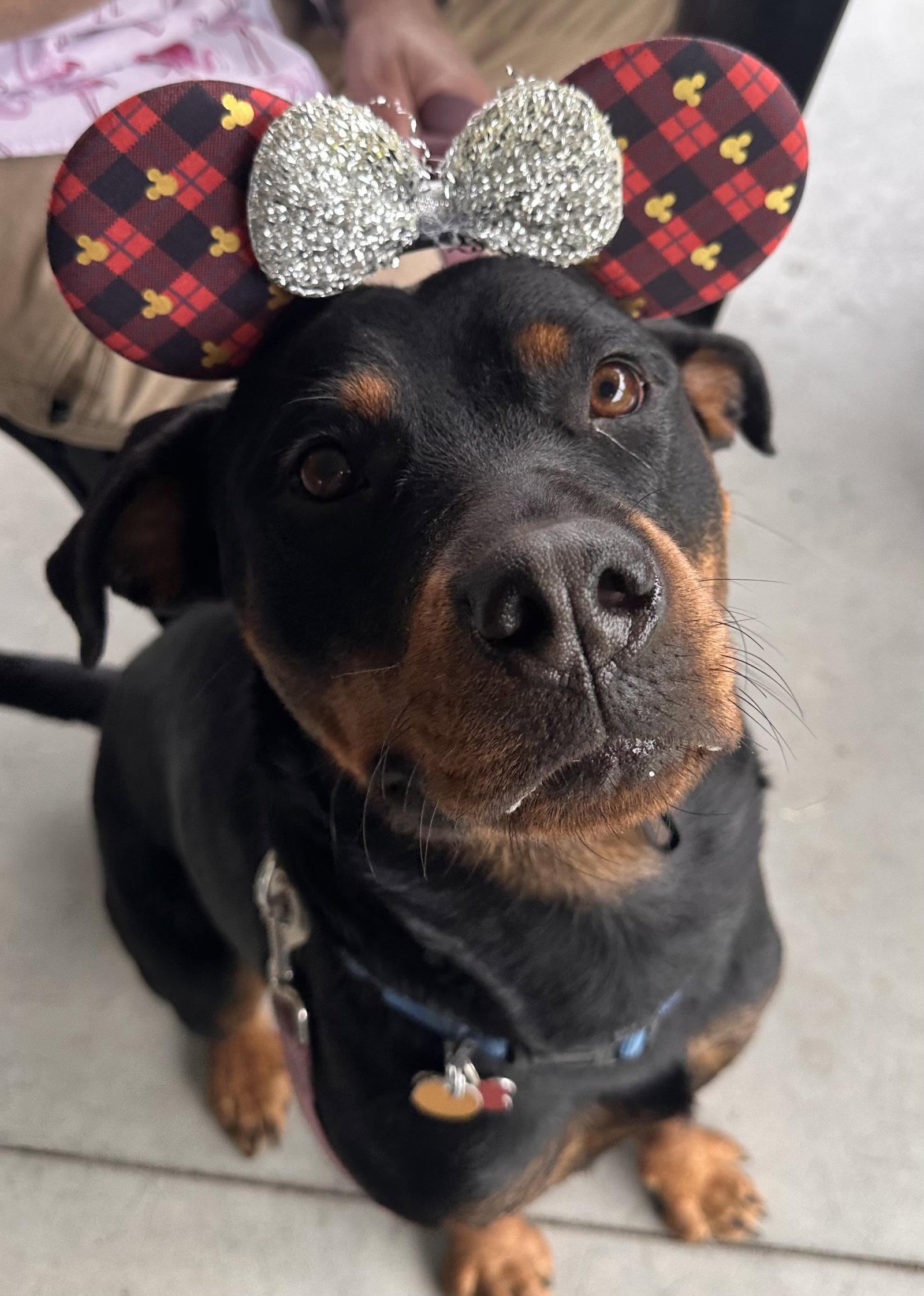 Bella, a Adoptable Rottweiler in Hillsboro, NH image 3/3