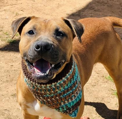 Dos $85, Adoptable, Adult Male Mixed Breed & Mixed Breed.