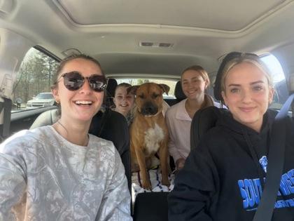 Enlarge Dos $85, a Adoptable mixed breed in Seneca, SC image 2/3