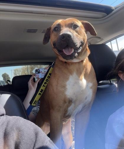 Enlarge Dos $85, a Adoptable mixed breed in Seneca, SC image 3/3