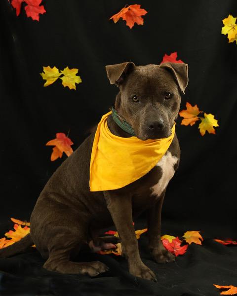 Moose, a Adoptable Mixed Breed in Eglin AFB, FL image 3/4