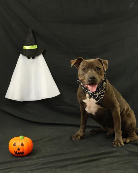 Moose, a Adoptable Mixed Breed in Eglin AFB, FL image 2/4