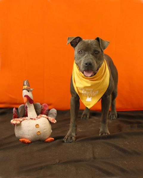 Moose, Adoptable, Adult Male Mixed Breed.