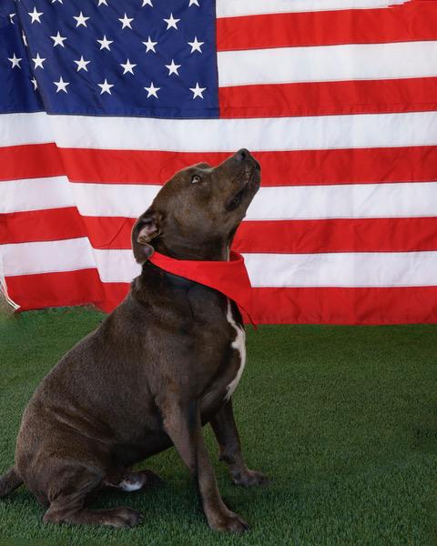 Moose, a Adoptable Mixed Breed in Eglin AFB, FL image 4/4