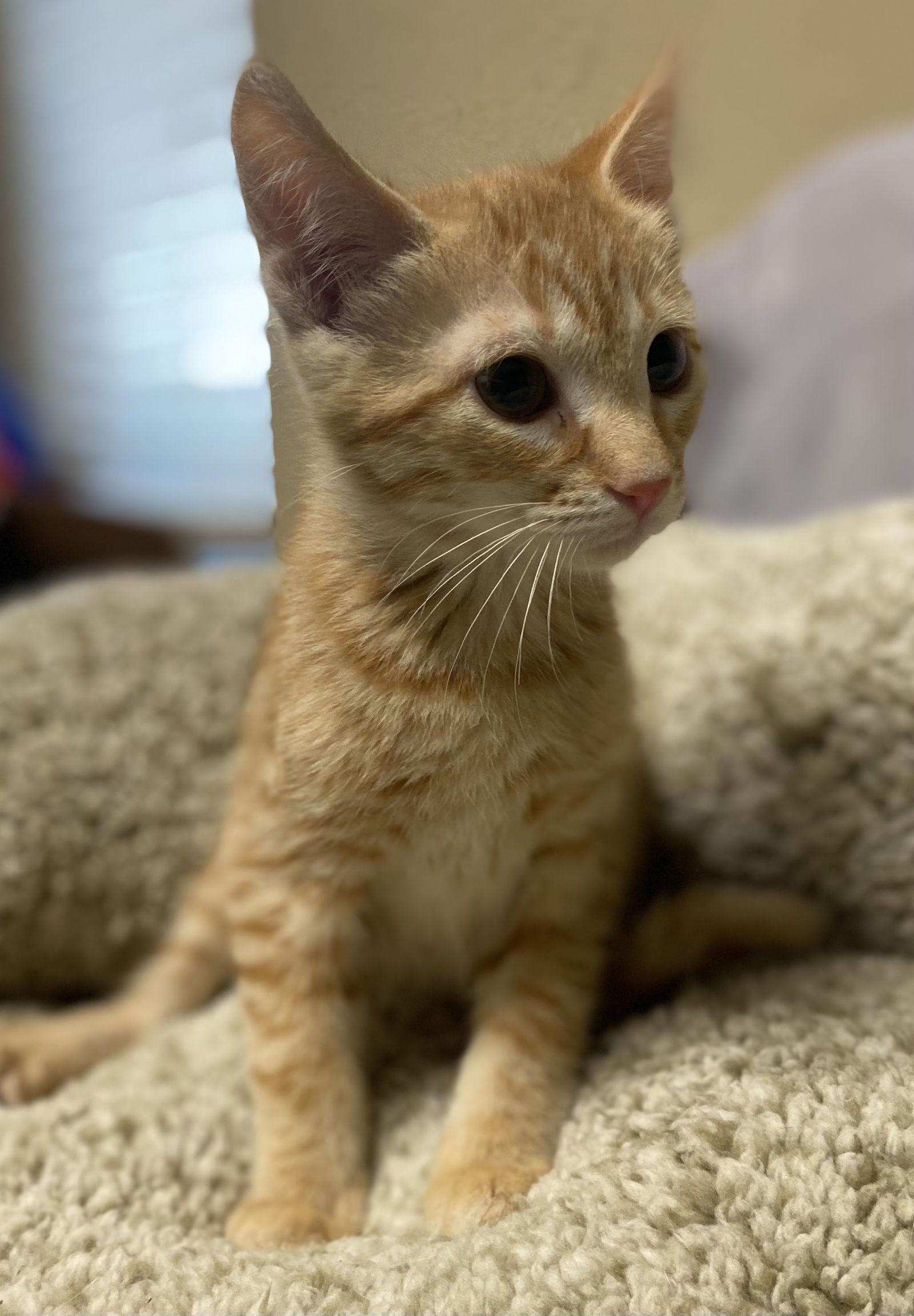 Enlarge Sherbet ( KT), a Adopted Tabby in Vacaville, CA image 1/3