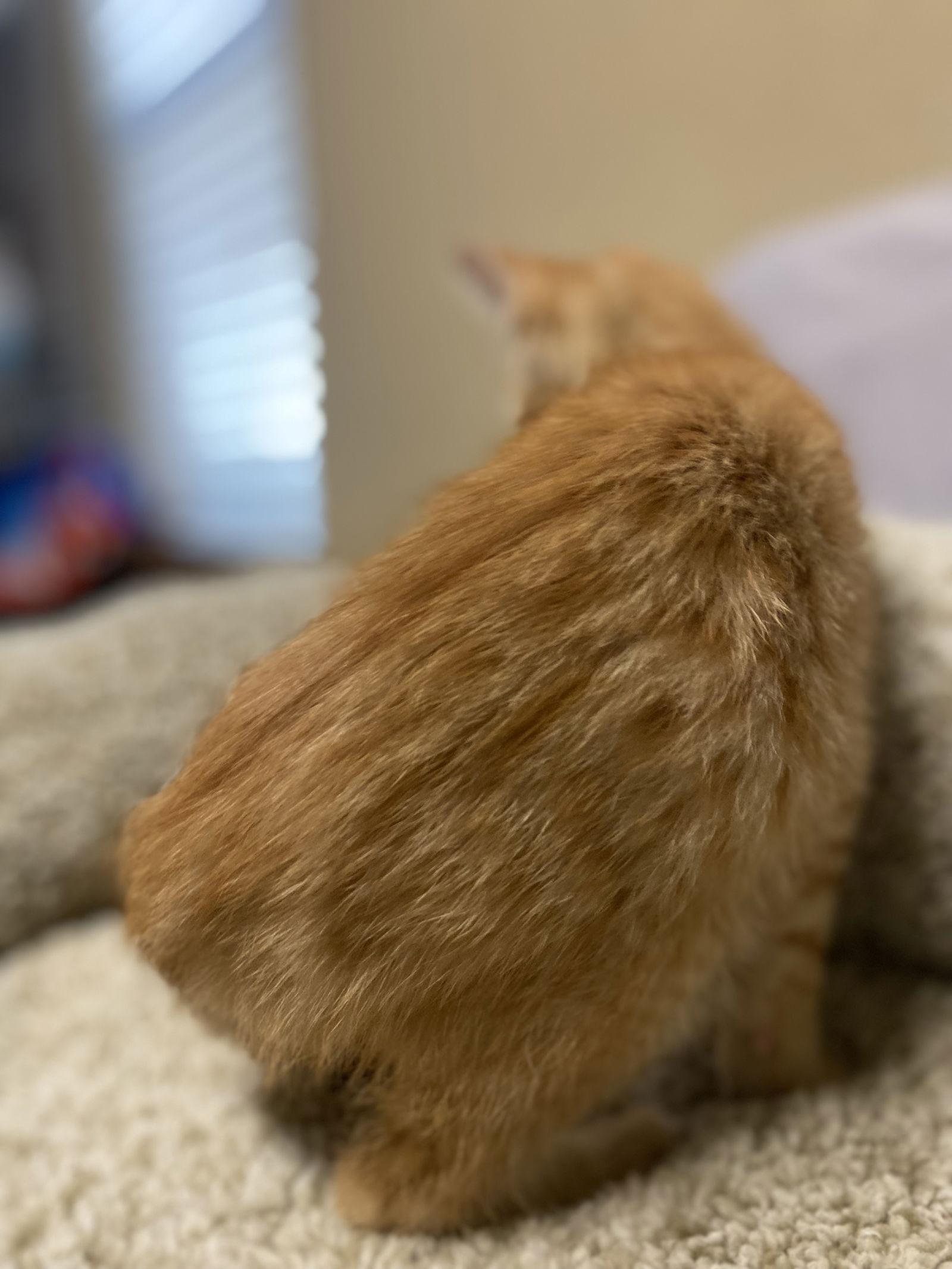 Enlarge Sherbet ( KT), a Adopted Tabby in Vacaville, CA image 2/3