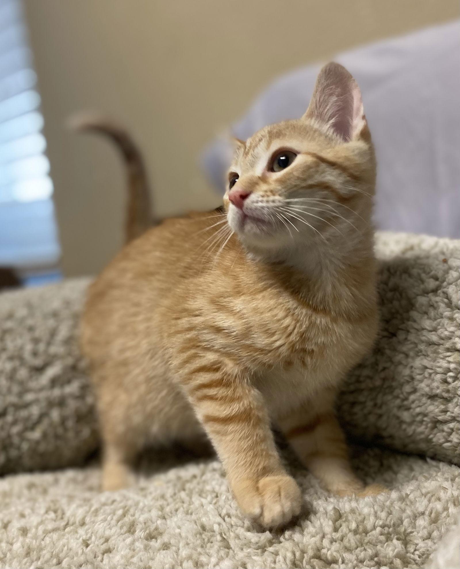 Enlarge Sherbet ( KT), a Adopted Tabby in Vacaville, CA image 3/3