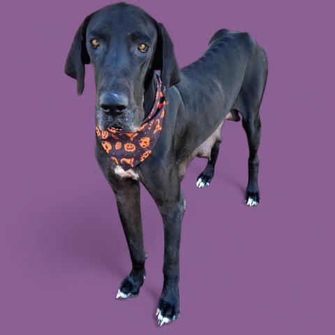 Bella - URGENT!!, Adoptable, Adult Female Great Dane.