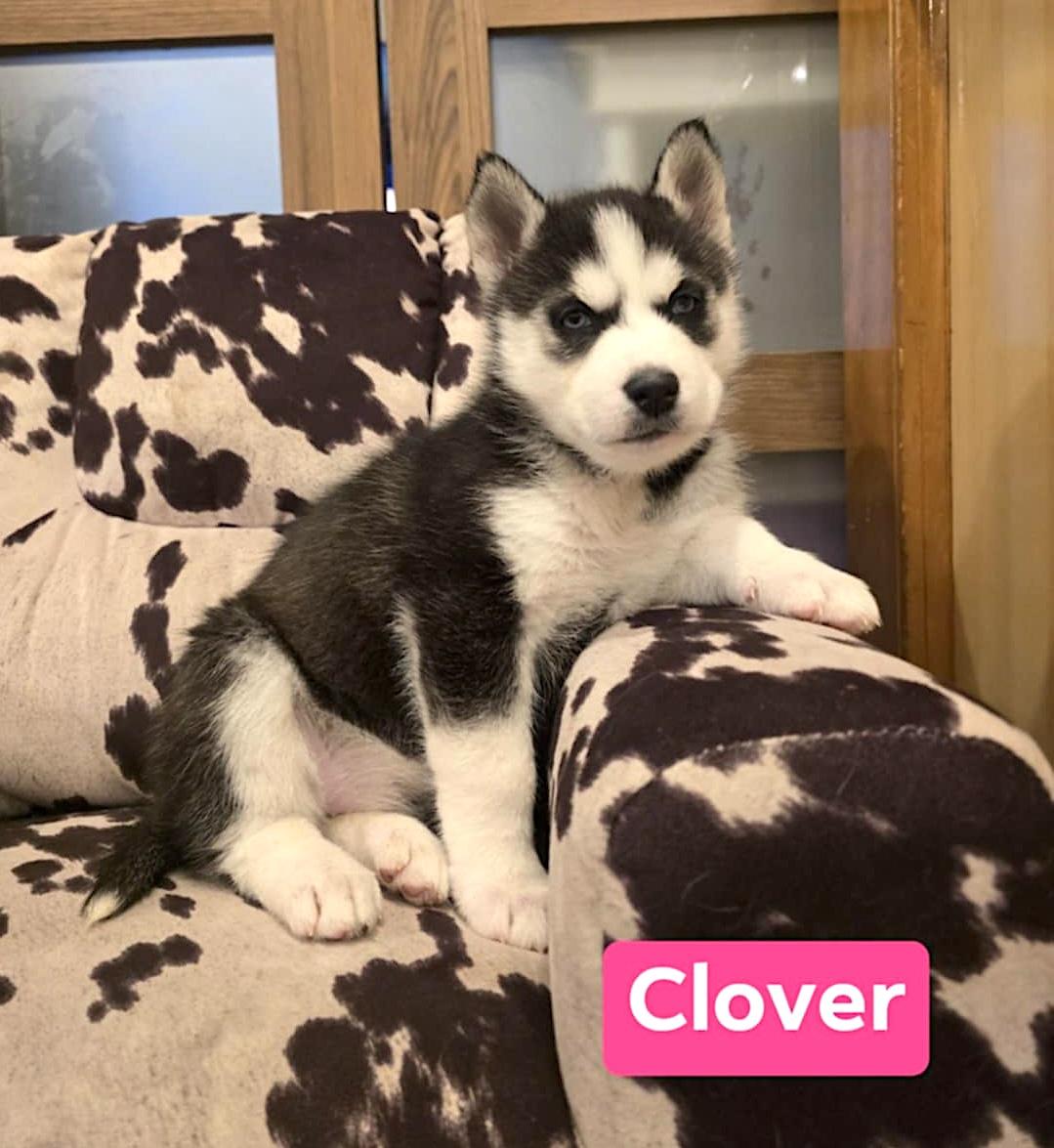 Enlarge Clover, a ADOPTABLE Husky in Hopedale, MA image 1/2