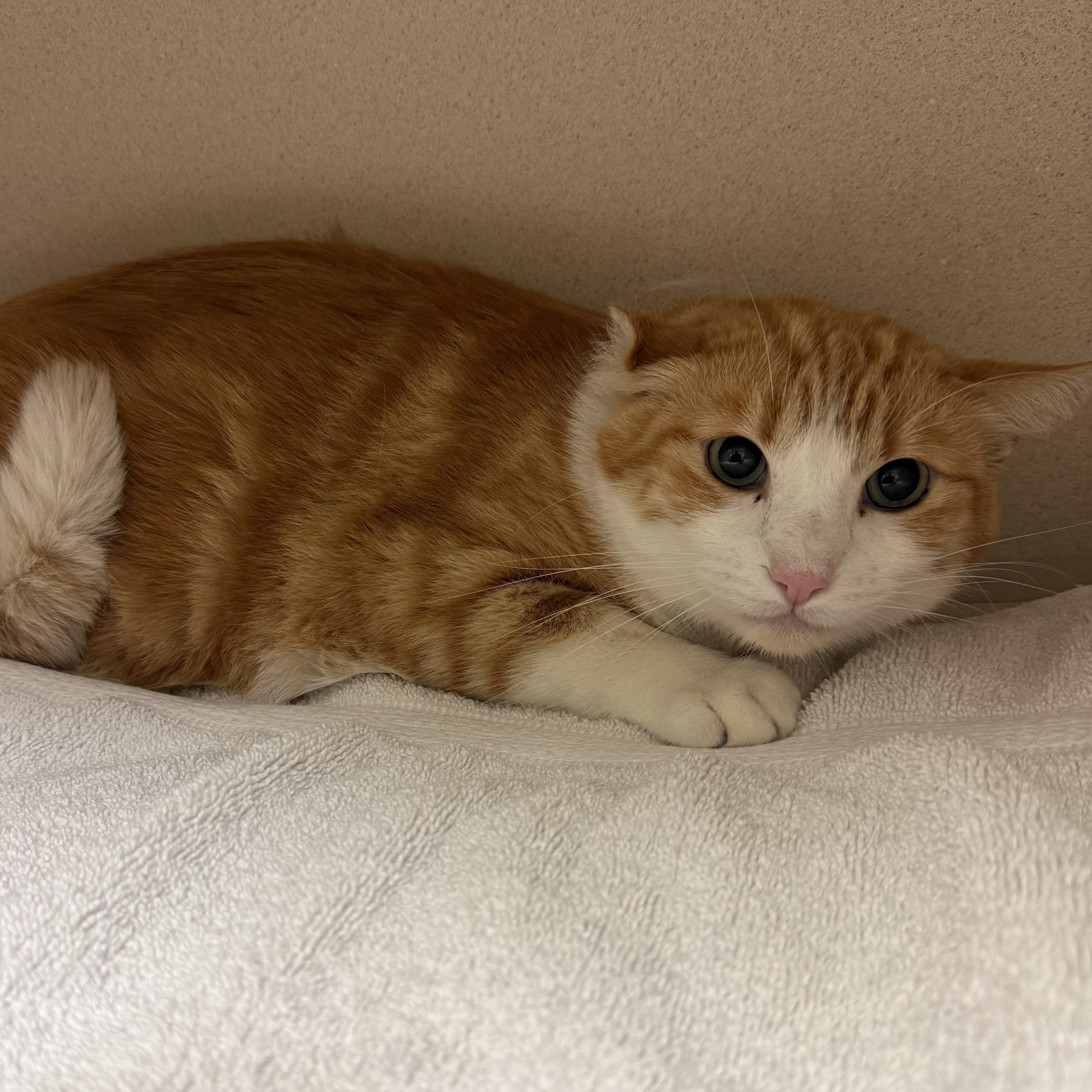 Enlarge Rudolph, a Adoptable Domestic Short Hair in Kearney, NE image 1/1