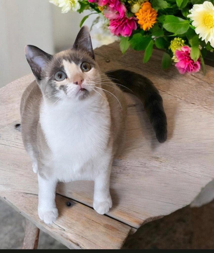 Dutchie, Adoptable, Young Female Siamese.