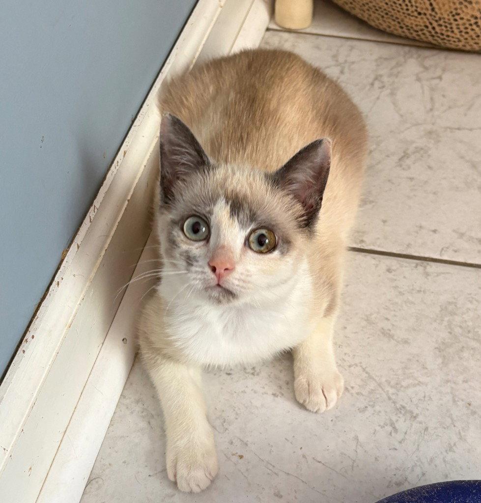 Enlarge Dutchie, a Adoptable Siamese in Garner, NC image 1/1