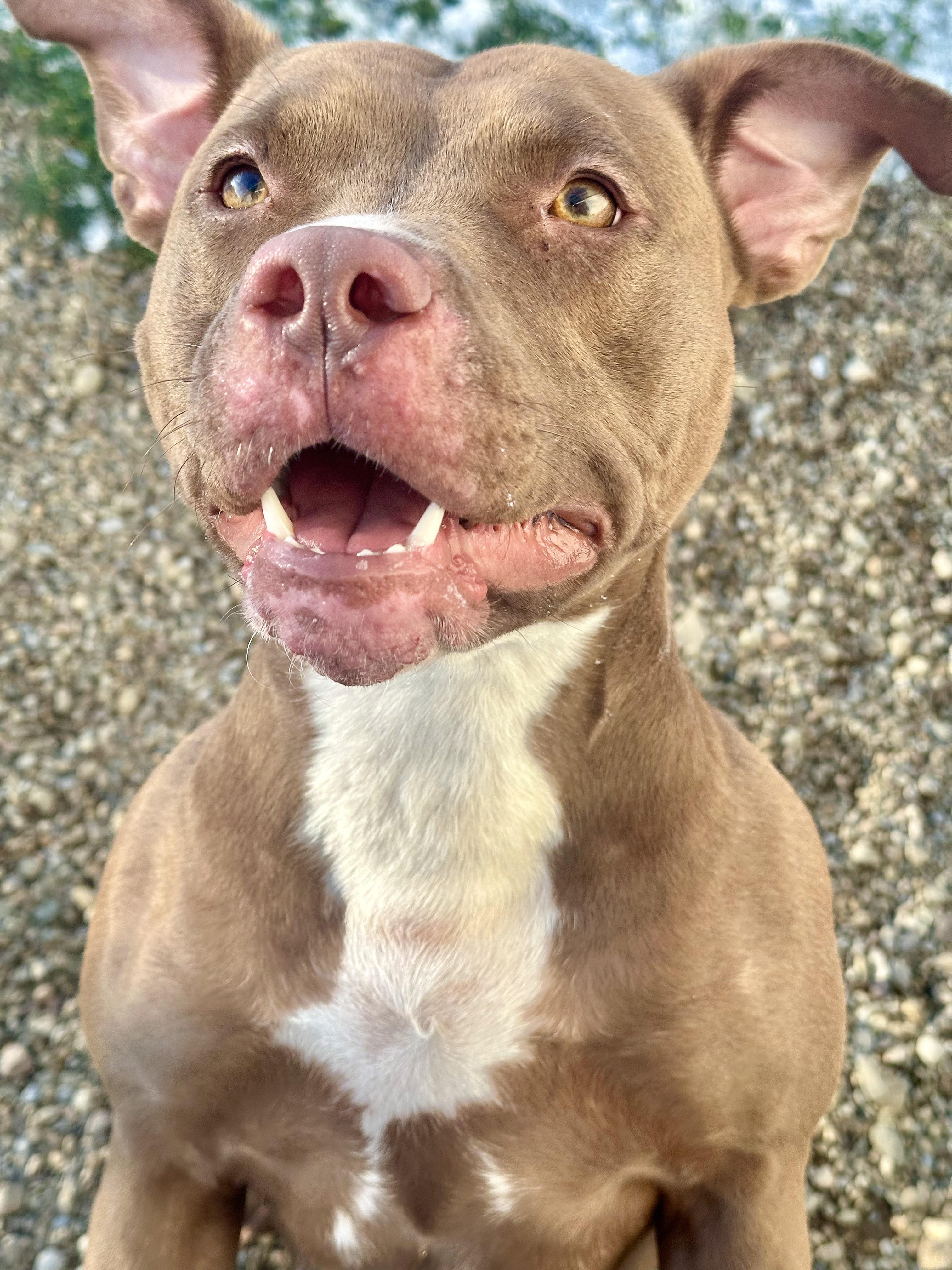 Enlarge Perdita, a ADOPTABLE mixed breed in Millersburg, OH image 3/3