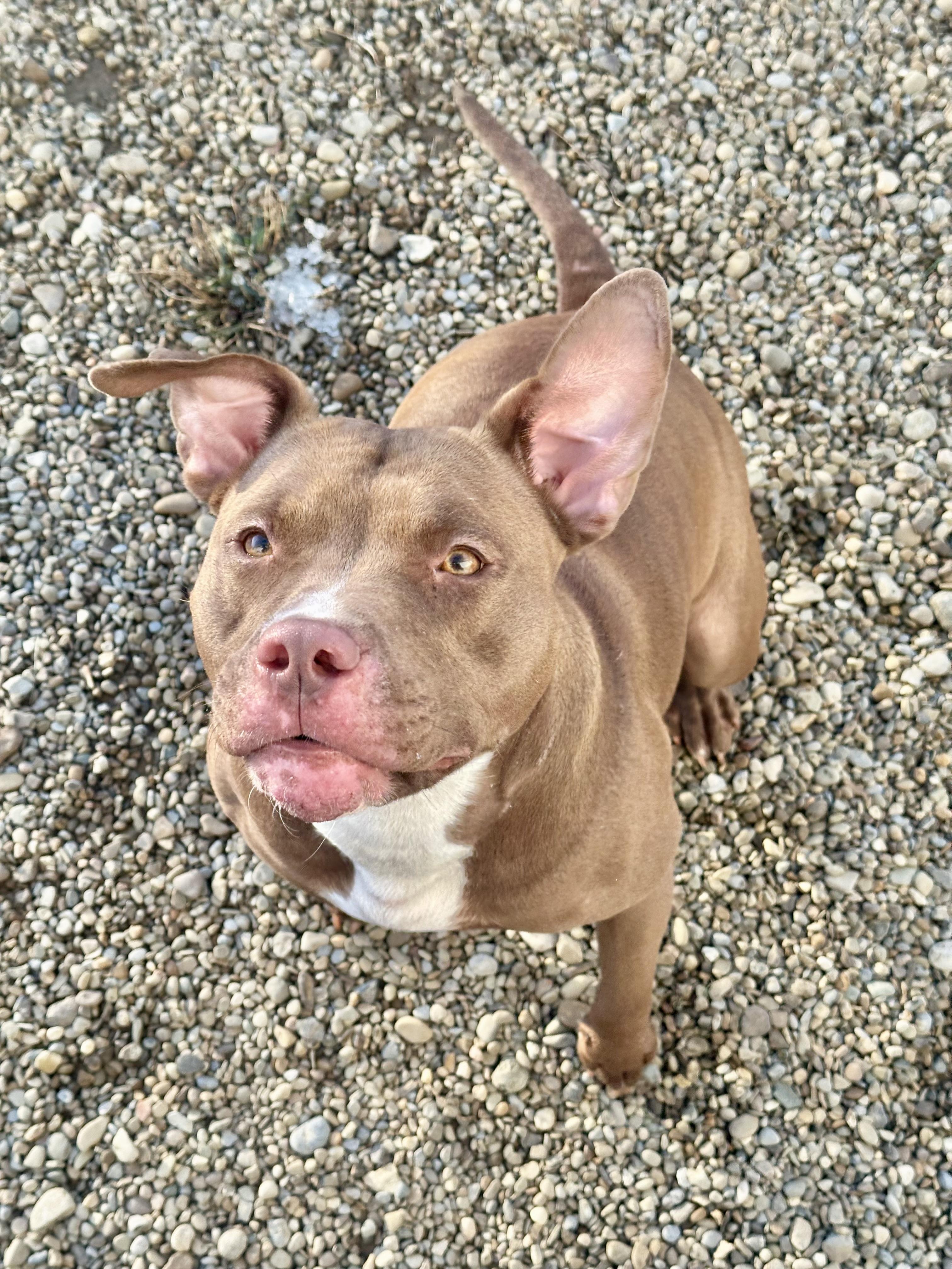 Enlarge Perdita, a ADOPTABLE mixed breed in Millersburg, OH image 2/3