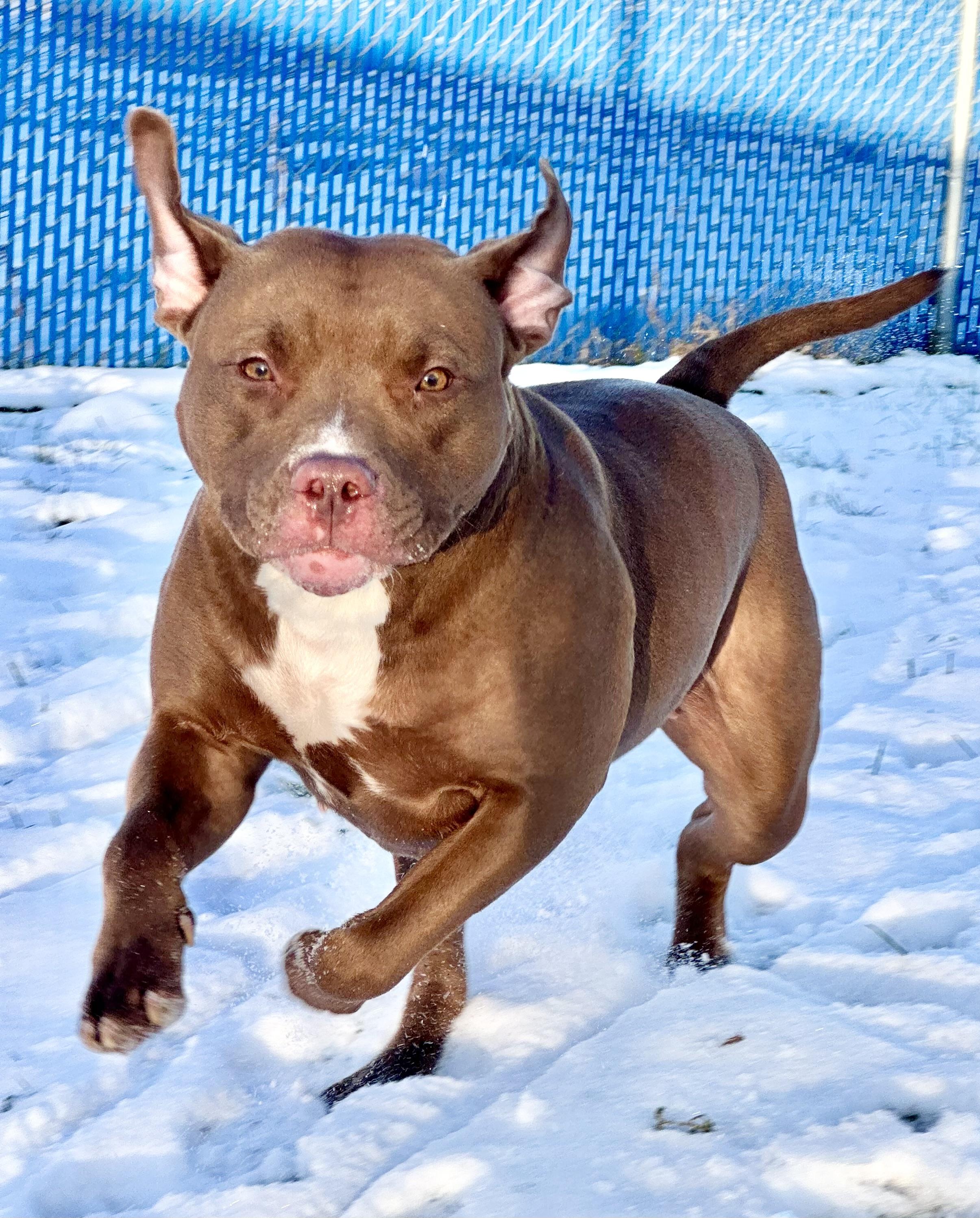 Perdita, ADOPTABLE, Adult Female American Staffordshire Terrier.