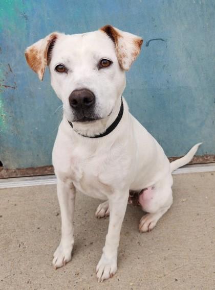 Enlarge Miley, a Adoptable mixed breed in Butte, MT image 1/1