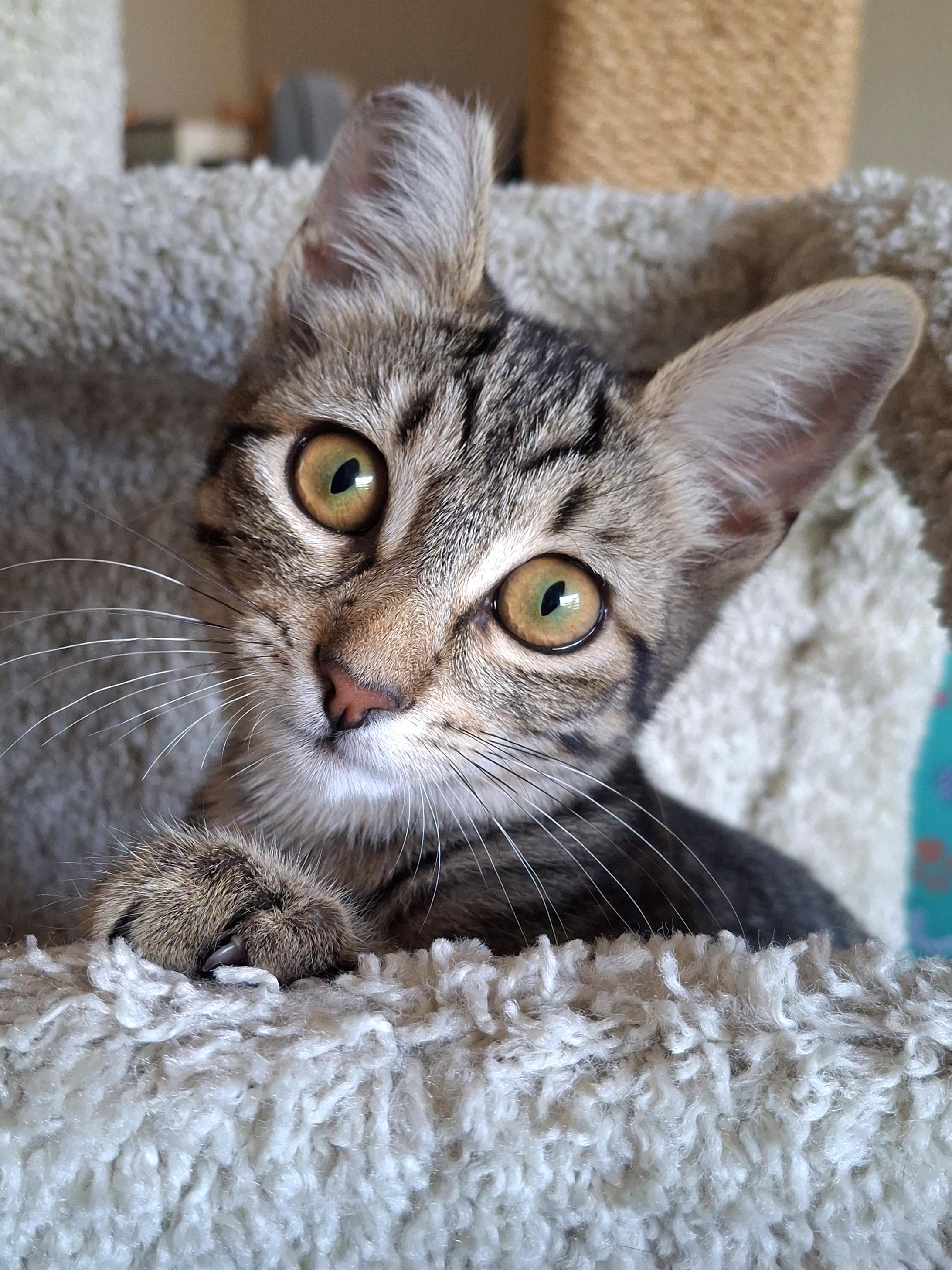 Enlarge Cheetara, a Adoptable mixed breed in Buena Park, CA image 5/6