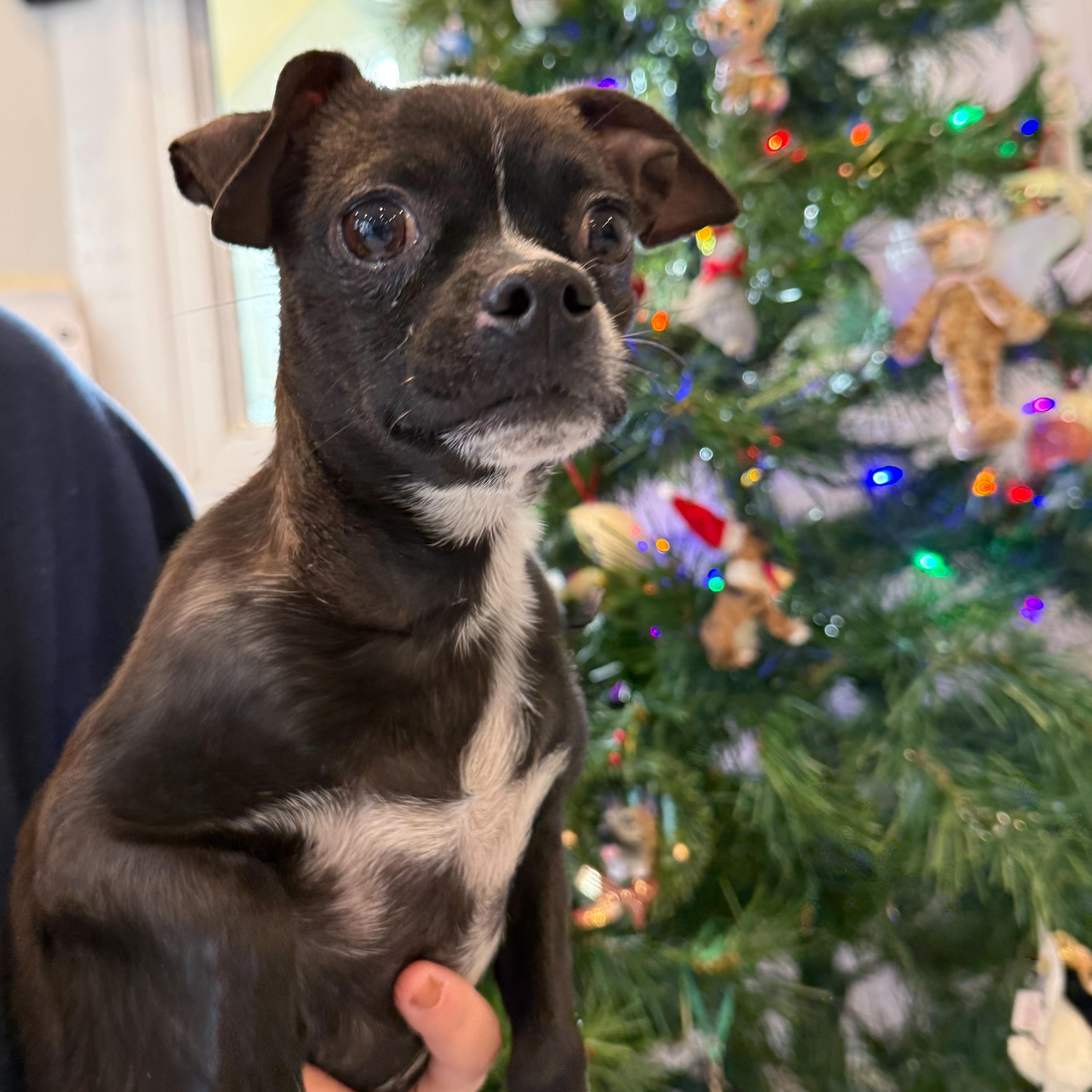 Fruit Stripe, adopted, Young Female Chihuahua & Boston Terrier.