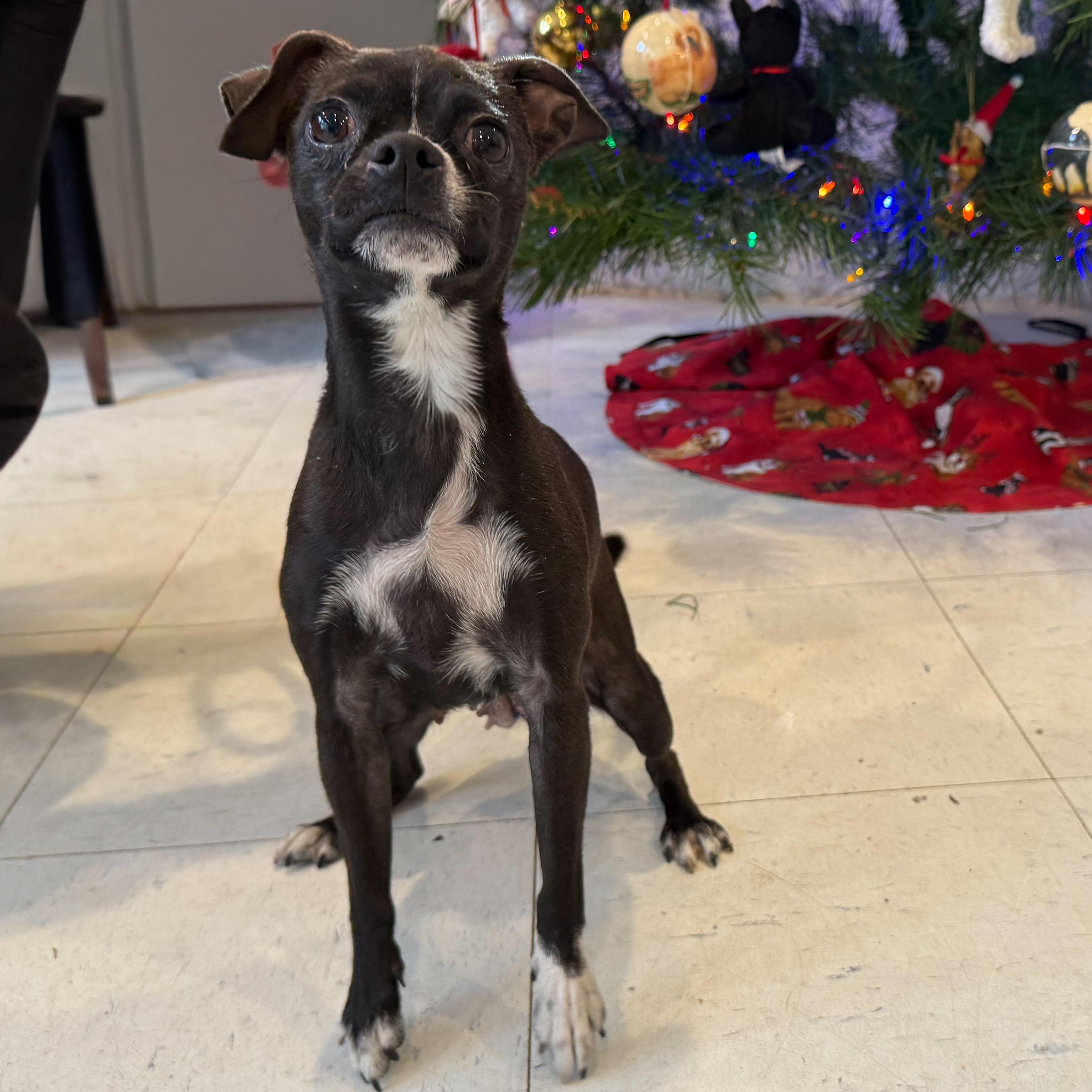 Enlarge Fruit Stripe, an adopted mixed breed in Latrobe, PA image 4/4