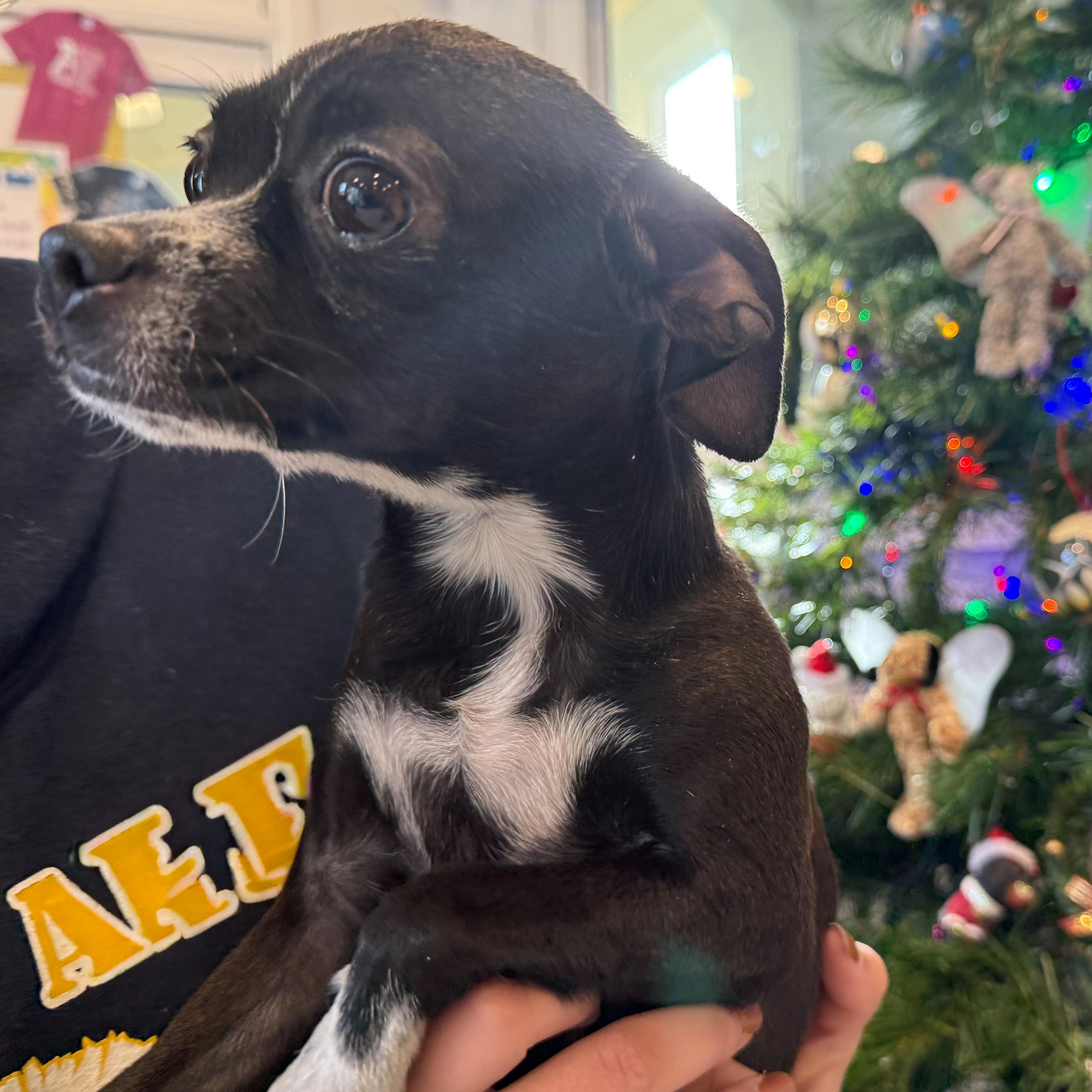 Enlarge Fruit Stripe, an adopted mixed breed in Latrobe, PA image 2/4