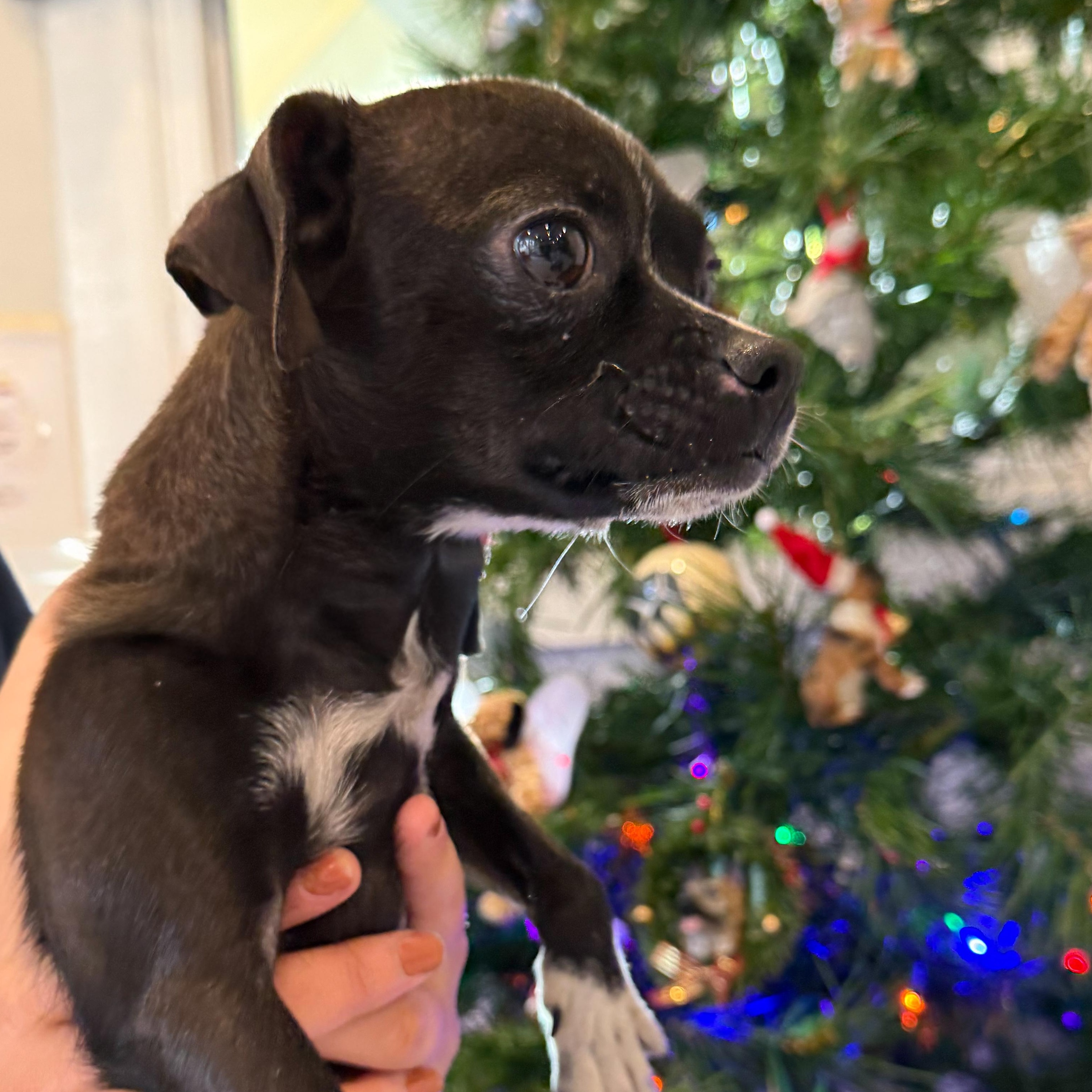 Enlarge Fruit Stripe, an adopted mixed breed in Latrobe, PA image 3/4