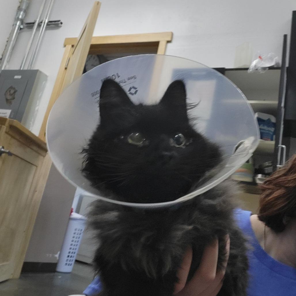 Raya, Adoptable, Adult Female Domestic Medium Hair.