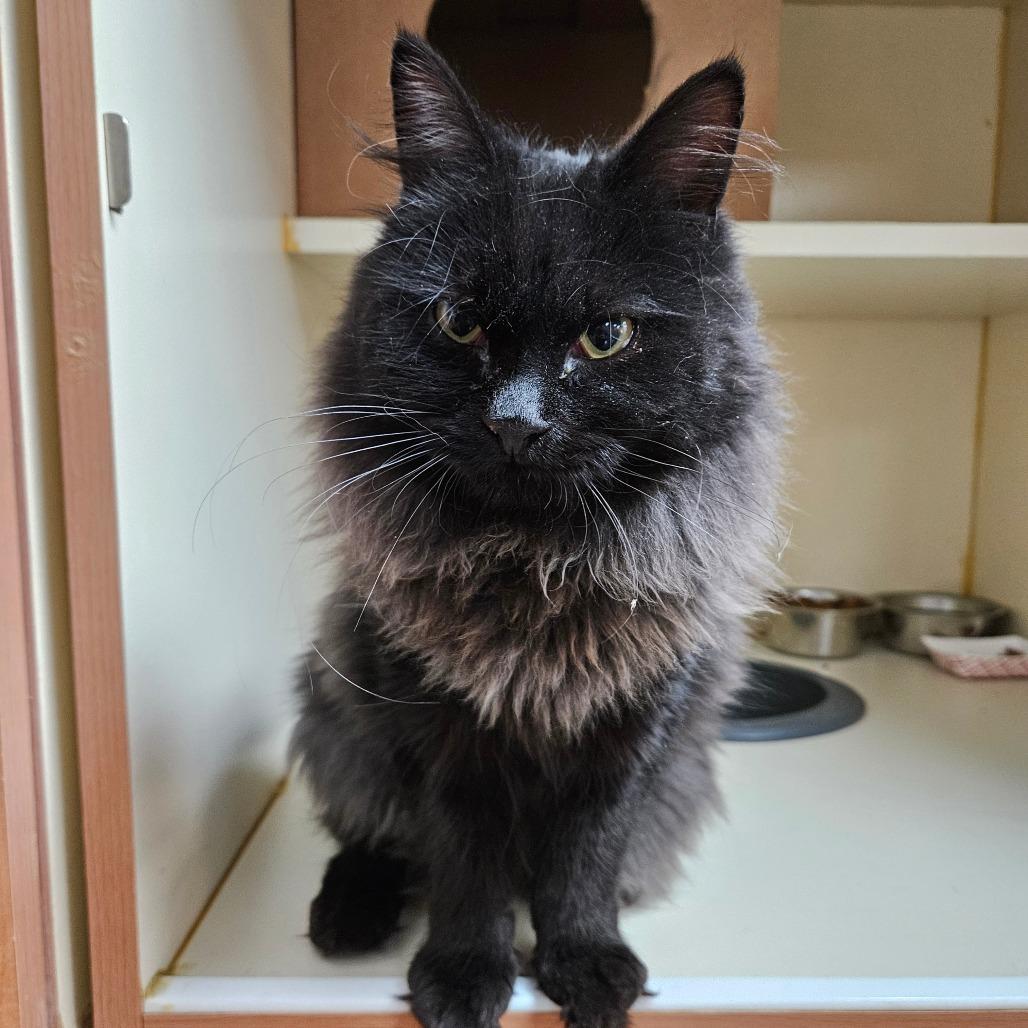 Raya, Adoptable, Adult Female Domestic Medium Hair.