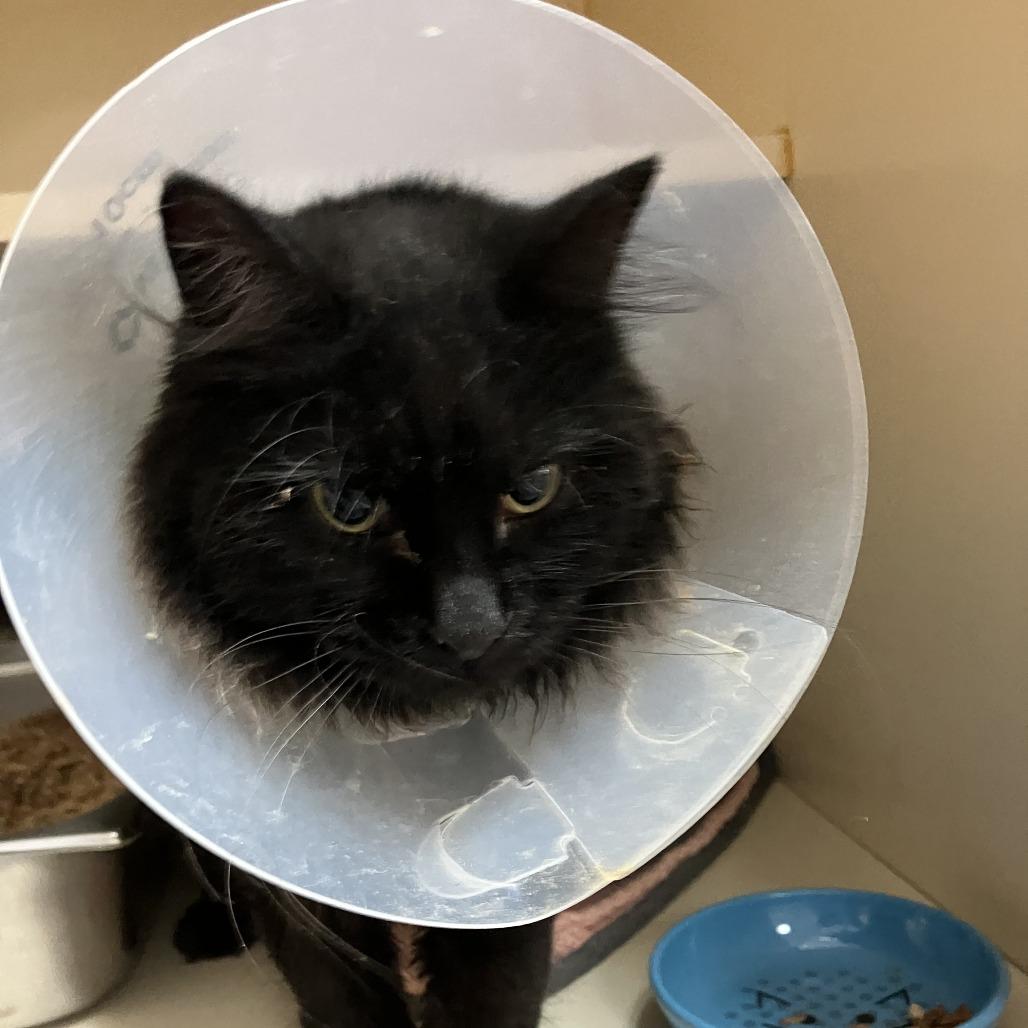 Raya, Adoptable, Adult Female Domestic Medium Hair.