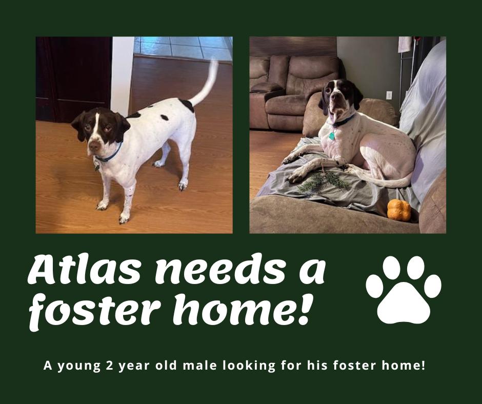 Needs Foster Atlas (PA), Adult Male unknown