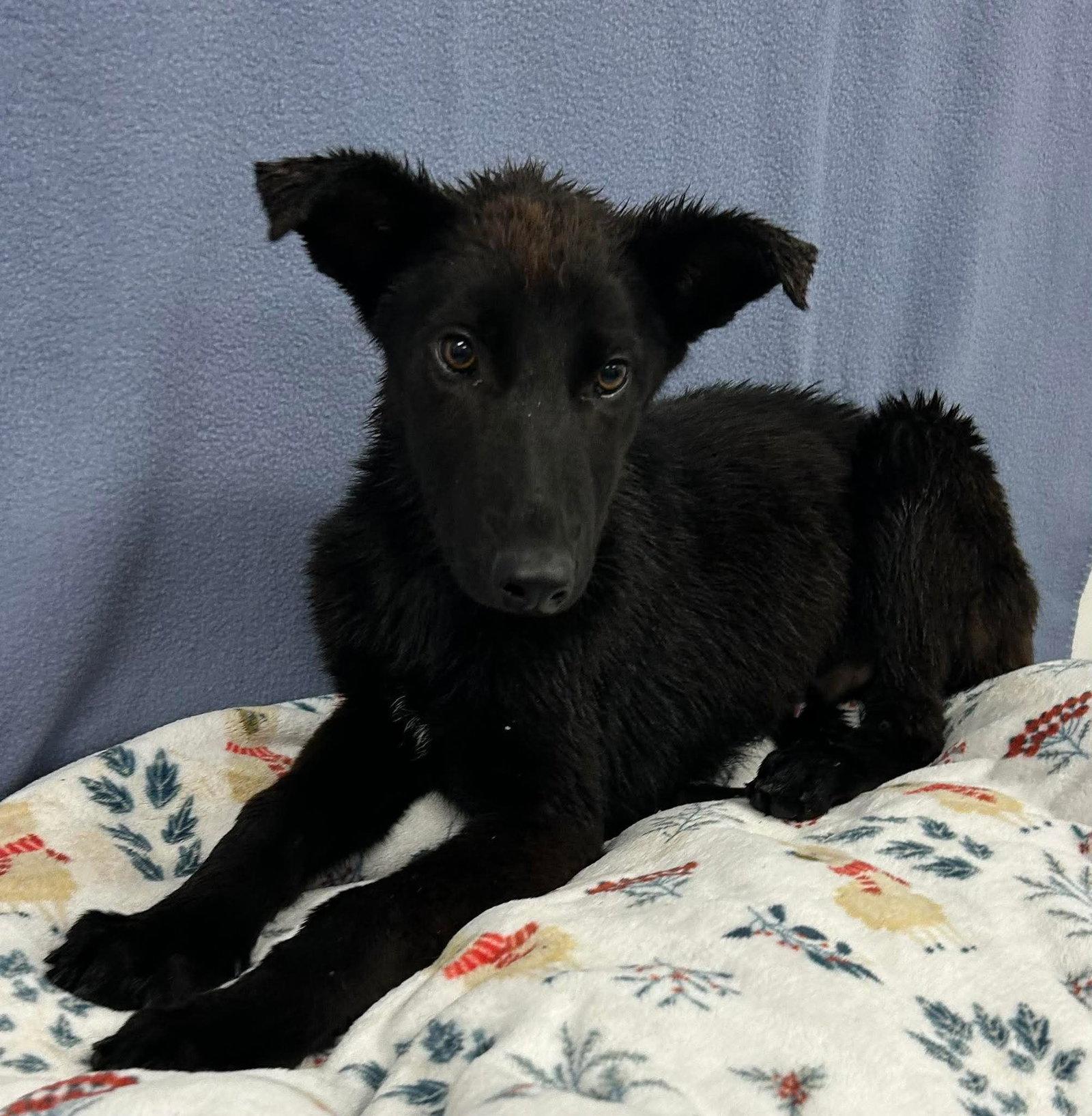 Enlarge Kaiser 7313, a Adoptable German Shepherd Dog in Centreville, VA image 1/3