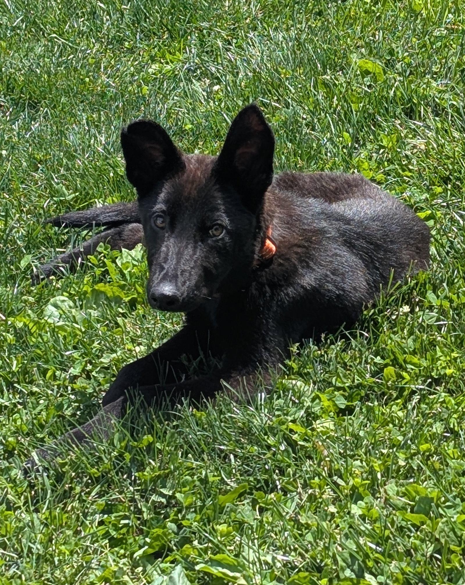 Enlarge Kaiser 7313, a Adoptable German Shepherd Dog in Centreville, VA image 3/3
