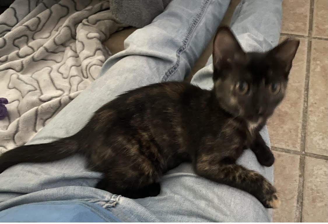 Enlarge Shyla, a Adopted mixed breed in Lafayette, LA image 2/6