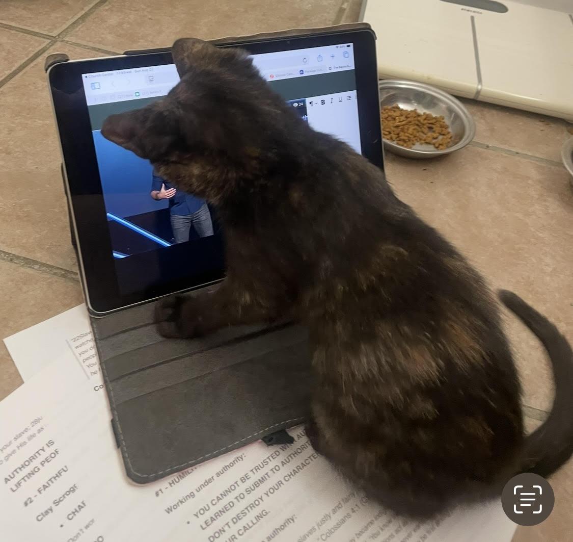 Enlarge Shyla, a Adopted mixed breed in Lafayette, LA image 3/6
