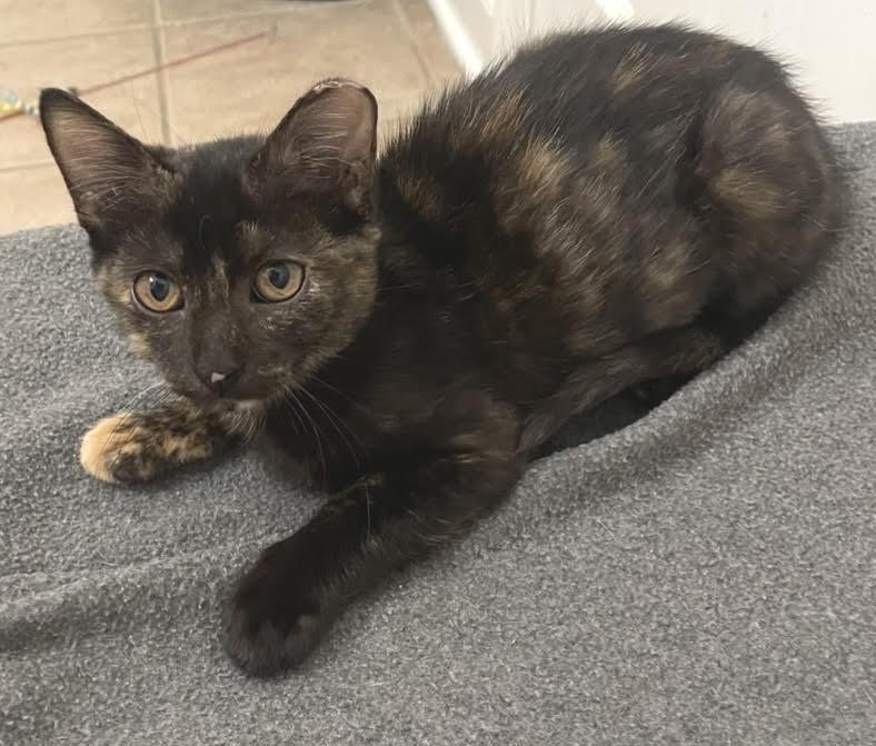 Shyla, Adopted, Kitten Female Tortoiseshell & Calico.