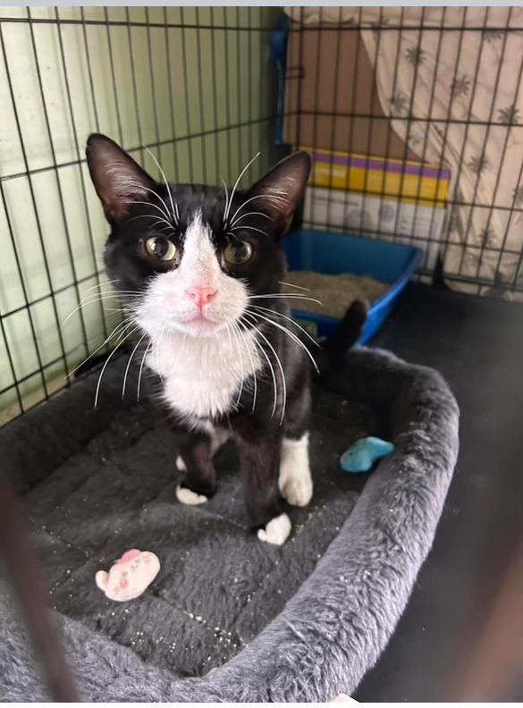 Enlarge Kirby, a Adoptable mixed breed in Newark, NJ image 2/2